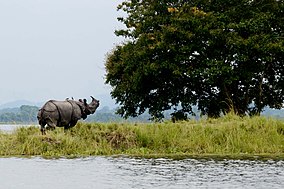 Kaziranga National Park Icon